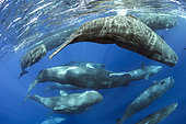 Aggregation of Sperm whales (Physeter macrocephalus) several females run after few males. Vulnerable (IUCN). The sperm whale is the largest of the toothed whales. Sperm whales are known to dive as deep as 1,000 meters in search of squid to eat. Image has been shot in Dominica, Caribbean Sea, Atlantic Ocean. Photo taken under permit
