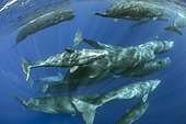 Aggregation of Sperm whales (Physeter macrocephalus) several females run after few males, recognizable on the surface. Vulnerable (IUCN). The sperm whale is the largest of the toothed whales. Sperm whales are known to dive as deep as 1,000 meters in search of squid to eat. Image has been shot in Dominica, Caribbean Sea, Atlantic Ocean. Photo taken under permit