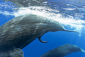 Close up of a male sperm whale, (Physeter macrocephalus), Vulnerable (IUCN). The sperm whale is the largest of the toothed whales. Sperm whales are known to dive as deep as 1,000 meters in search of squid to eat. Image has been shot in Dominica, Caribbean Sea, Atlantic Ocean. Photo taken under permit