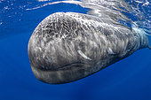 Sperm whale, (Physeter macrocephalus), Vulnerable (IUCN). The sperm whale is the largest of the toothed whales. Sperm whales are known to dive as deep as 1,000 meters in search of squid to eat. Image has been shot in Dominica, Caribbean Sea, Atlantic Ocean. Photo taken under permit