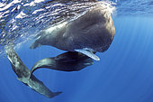 Sperm whale (Physeter macrocephalus) with fully open mouth. Vulnerable (IUCN). The sperm whale is the largest of the toothed whales. Sperm whales are known to dive as deep as 1,000 meters in search of squid to eat. Image has been shot in Dominica, Caribbean Sea, Atlantic Ocean. Photo taken under permit