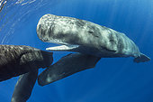 Sperm whale (Physeter macrocephalus) with fully open mouth. Vulnerable (IUCN). The sperm whale is the largest of the toothed whales. Sperm whales are known to dive as deep as 1,000 meters in search of squid to eat. Image has been shot in Dominica, Caribbean Sea, Atlantic Ocean. Photo taken under permit