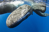 Pod of sperm whale socializing, (Physeter macrocephalus), Vulnerable (IUCN), The sperm whale is the largest of the toothed whales. Sperm whales are known to dive as deep as 1,000 meters in search of squid to eat. Image has been shot in Dominica, Caribbean Sea, Atlantic Ocean. Photo taken under permit.