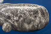 Close up of Sperm whale, (Physeter macrocephalus) swimming upside down. Vulnerable (IUCN). The sperm whale is the largest of the toothed whales. Sperm whales are known to dive as deep as 1,000 meters in search of squid to eat. Image has been shot in Dominica, Caribbean Sea, Atlantic Ocean. Photo taken under permit