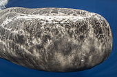 Close up of Sperm whale, (Physeter macrocephalus) swimming upside down. Vulnerable (IUCN). The sperm whale is the largest of the toothed whales. Sperm whales are known to dive as deep as 1,000 meters in search of squid to eat. Image has been shot in Dominica, Caribbean Sea, Atlantic Ocean. Photo taken under permit