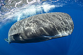 Sperm whale, (Physeter macrocephalus) surfacing. Vulnerable (IUCN). The sperm whale is the largest of the toothed whales. Sperm whales are known to dive as deep as 1,000 meters in search of squid to eat. Image has been shot in Dominica, Caribbean Sea, Atlantic Ocean. Photo taken under permit