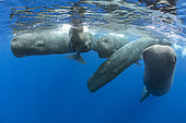 Pod of sperm whale socializing, (Physeter macrocephalus), Vulnerable (IUCN), The sperm whale is the largest of the toothed whales. Sperm whales are known to dive as deep as 1,000 meters in search of squid to eat. Image has been shot in Dominica, Caribbean Sea, Atlantic Ocean. Photo taken under permit.