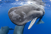 Sperm whale (Physeter macrocephalus), socializing and opening the mouth. Vulnerable (IUCN), The sperm whale is the largest of the toothed whales. Sperm whales are known to dive as deep as 1,000 meters in search of squid to eat. Image has been shot in Dominica, Caribbean Sea, Atlantic Ocean. Photo taken under permit.
