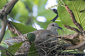 Eurasian collared dove (Streptopelia decaocto) on nest. Dominica, island, Caribbean Sea, Atlantic Ocean.