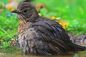 Blackbird (Turdus merula) female bathing, Isère, France