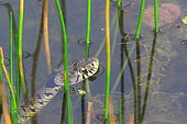 Barred Grass Snake (Natrix helvetica) in water, Isère, France