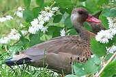 Brazilian Duck (Amazonetta brasiliensis) female and flowers