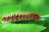 Drinker moth (Lasiocampa quercus) caterpillar on a leaf