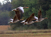 Greylag goose (Anser anser) group in flight, Ain, France