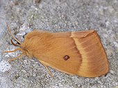 Drinker moth (Lasiocampa quercus) imago on bark