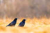 Two ravens (Corvus corax) standing in the grass. Slovenia