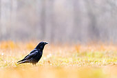 A raven (Corvus corax) standing in the grass. Slovenia