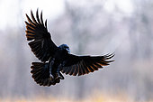 Grand Corbeau (Corvus corax) en vol, Slovénie