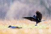 Grand Corbeau (Corvus corax) en vol, Slovénie