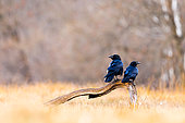 Two ravens (Corvus corax) standing on a branch. Slovenia