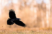 Raven (Corvus corax) in flight. Slovénie