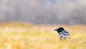 A raven (Corvus corax) standing in the grass under the snow. Slovenia