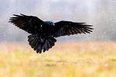 Grand Corbeau (Corvus corax) en vol sous la neige. Slovénie