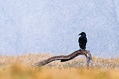 Raven (Corvus corax) standing on a branch and snow is falling. Slovénie