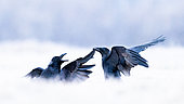 Two ravens (Corvus corax) fighting in the snow. Slovenia