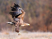 White-tailed eagle (Haliaeetus albicilla) in flight, Slovenia