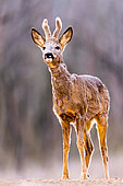 Roedeer (Capreolus capreolus) standing at the edge of the forest. Slovenia