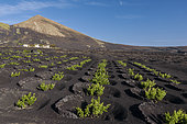 The vineyard of La Geria, on the island of Lanzarote, Canary Islands. La Geria is the wine region of Lanzarote where thousands of small semi-circular walls (called zocos) are spread over the volcanic soil (basalt slag), each one sheltering a single vine stock from the constant wind and collecting the condensation of the night fog. This creates a very original and characteristic landscape of this arid island.