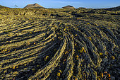 Basaltic lava flows colonised by Aeonium lancerottense and a dense carpet of lichens (Ramalina sp.) on the island of Lanzarote, Canary Islands. Eruptions dating from 1730 to 1736 - North of Timanfaya National Park, Lanzarote, Canary Islands (Spain)
