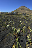 Culture d'ail sur l'ile de Lanzarote, aux Canaries. Le climat aride et le sol de scories basaltiques imposent une irrigation au goutte à goutte - Lanzarote, îles Canaries (Espagne)