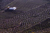 Le vignoble de La Geria, sur l'ile de Lanzarote, aux Canaries. La Geria est la région viticole de Lanzarote où des milliers de petits murs semi-circulaires (appelés zocos) sont répartis sur le sol volcanique (scories de basalte), chacun abritant un unique cep de vigne à l'abri du vent constant et recueillant la condensation du brouillard nocturne. Cela crée un paysage très original et caractéristique de cette ile aride.