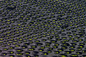 Le vignoble de La Geria, sur l'ile de Lanzarote, aux Canaries. La Geria est la région viticole de Lanzarote où des milliers de petits murs semi-circulaires (appelés zocos) sont répartis sur le sol volcanique (scories de basalte), chacun abritant un unique cep de vigne à l'abri du vent constant et recueillant la condensation du brouillard nocturne. Cela crée un paysage très original et caractéristique de cette ile aride.