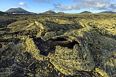 Coulées de laves basaltiques couvertes d'un dense tapis de lichens (Ramalina sp.) sur l'ile de Lanzarote, aux Canaries. Eruptions datant des années 1730 à 1736 - Nord du Parc National de Timanfaya, Lanzarote, îles Canaries (Espagne)