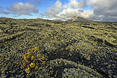 Basaltic lava flows colonised by Aeonium lancerottense and a dense carpet of lichens (Ramalina sp.) on the island of Lanzarote, Canary Islands. Eruptions dating from 1730 to 1736 - North of Timanfaya National Park, Lanzarote, Canary Islands (Spain)