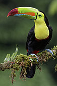 Keel-billed Toucan (Ramphastos sulfuratus) perched on a branch, Costa Rica