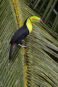 Keel-billed Toucan (Ramphastos sulfuratus) perched on a branch, Costa Rica