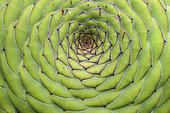 Tabular aeonium (Aeonium tabuliforme) in the mountains of the Anaga on the island of Tenerife in the Canaries. Peninsula. Aeonium tabuliforme is a species of flowering plant in the Crassulaceae family. It is endemic to the island of Tenerife in the Canary Islands, where it grows in the north of the island in steep areas - Parque Rural de Anaga, Biosphere Reserve - Tenerife - Canary Islands