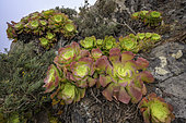Aeonium canariensis in the mountains of the Anaga peninsula, on the island of Tenerife in the Canary Islands. Aeonium canariense is a species of flowering plant in the Crassulaceae family. It is endemic to the island of Tenerife in the Canary Islands, where it grows on dry slopes and cliffs in the north of the island from sea level to about 1300m. It forms large rosettes of leaves close to the ground but the spikes of yellow flowers can reach 70cm high. - Parque Rural de Anaga, Biosphere Reserve - Tenerife - Canary Islands