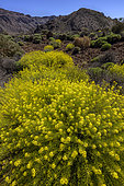 Descurainia bourgaeana in full bloom on the slopes of the Teide volcano in the Canaries. Descurainia bourgaeana is a species of plant belonging to the Brassicaceae family. It is endemic to the Canary Islands and more specifically to the highlands of La Palma and Tenerife. It forms bushes of up to one metre in height with flowers of an intense yellow colour. Teide National Park, on the island of Tenerife, Canary Islands