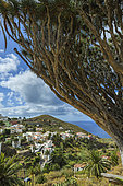 Multi-century old dragon tree (Dracaena draco) on the island of Tenerife, Canary Islands. The Canary Island dragon tree is a critically endangered endemic species because its populations are small and highly fragmented. According to a census, there are only 697 wild individuals left in the Canary Islands - Taganana - Anaga Peninsula - Canary Islands