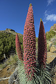 Tower of Jewels (Echium wildpretii) in full bloom on the slopes of the Teide volcano in the Canary Islands. This spectacular biennial plant, which can grow up to 2 metres high, is the symbol of the Teide National Park on the island of Tenerife in the Canary Islands
