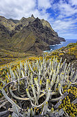 Canary island spurge (Euphorbia canariensis). Candelabra-shaped succulent shrub, symbol of the Canary Islands - Anaga Peninsula - Tenerife Island - Canary Islands - Spain