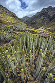 Canary island spurge (Euphorbia canariensis). Candelabra-shaped succulent shrub, symbol of the Canary Islands - Anaga Peninsula - Tenerife Island - Canary Islands - Spain