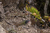 Canary Island lizard (Gallotia galloti) is a species of frugivorous lizard in the family Lacertidae - This species is endemic to the Canary Islands