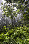 Laurisylve in the Anaga Massif, Tenerife, Pijara fern (Woodwardia radicans), a very large relict species, with fronds exceeding two metres and giving a luxuriant and tropical appearance to the laurisylve, a primary laurel forest located on the wettest ridges of the Canary Islands, as it is exposed to the full force of the trade winds - El Pijaral Integral Nature Reserve - Anaga Massif - Tenerife - Canary Islands