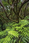 Laurisylve in the Anaga Massif, Tenerife, Pijara fern (Woodwardia radicans), a very large relict species, with fronds exceeding two metres and giving a luxuriant and tropical appearance to the laurisylve, a primary laurel forest located on the wettest ridges of the Canary Islands, as it is exposed to the full force of the trade winds - El Pijaral Integral Nature Reserve - Anaga Massif - Tenerife - Canary Islands